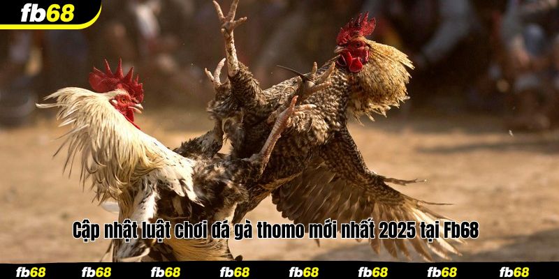 Cập nhật luật chơi đá gà thomo mới nhất 2025 tại Fb68