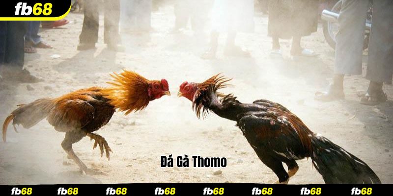 đá gà thomo