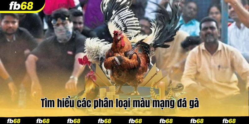 Tìm hiểu các phân loại màu mạng đá gà 