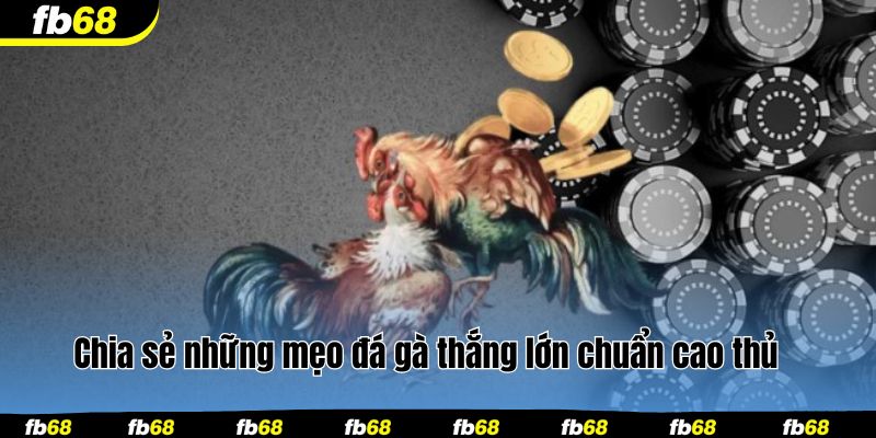 Chia sẻ những mẹo đá gà thắng lớn chuẩn cao thủ