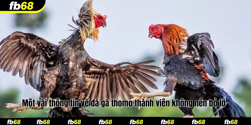 Một vài thông tin về đá gà thomo thành viên không nên bỏ lỡ